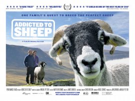 Addicted to Sheep Poster