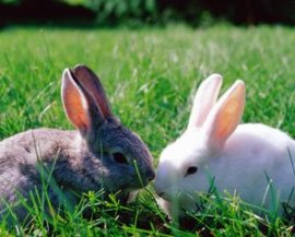 Digital Vision/Photodisc/Getty Images Baby rabbits need a suitable nesting box in which they'll live with their mother for several weeks.
