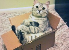 cat in a box