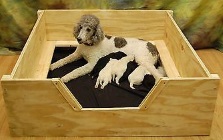 dog whelping box