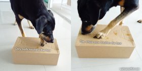 Donna taps the scary cardboard box