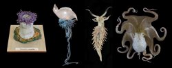 Montage_anemone_jellyfish_nudibranch_blog.jpg
