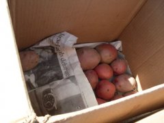 Organize potatoes according to size or type, if you wish. We had three varieties and three size divisions. Add paper between layers. Organize potatoes according to size or type, if you wish. We had three varieties and three size divisions. Add paper between layers.