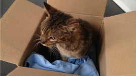 Scottish SPCA appealing for information after a cat was dumped in a sealed cardboard box in an alleyway, Gilmerton Dykes Avenue in Edinburgh, uploaded Friday September 18 2015