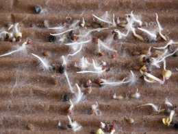Lifebox Seeds sustainable design, green design, lifebox, paul stamets, eco-friendly packaging, products, shipping materials, seeded cardboard, soy-based inks