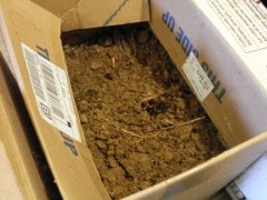 This box contains beets, and is filled with peat moss. Like the sawdust, it is kept damp. If your filler dries up, your root vegetables will too. The boxes are normally kept closed, and the cellar is usually quite dark.