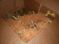 This box has turnips and rutabagas. It is normal for the plants to continue to grow a bit during warm weather, but they should not grow out of the boxes and use all the roots' energy. I used wood chips from a planer to cover them.