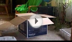 Cardboard cat