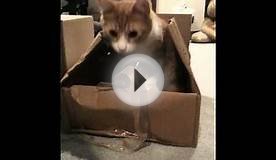 charlie discovers packaging tape
