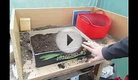How to Grow Vegetables Cheaply in Cardboard Boxes