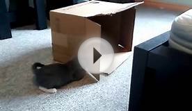 Kittens and their cardboard box