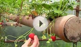 Sewer Pipe Strawberries - The Best Place To Grow Them!